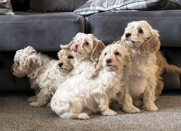 Image 4 of 8 week old f1 cockapoo boys ready to leave