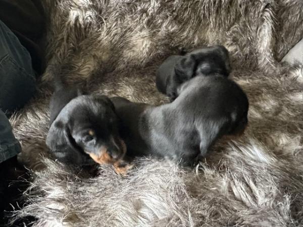 Image 7 of Dachshund pups ready to leave now!!