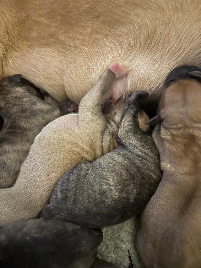 Preview of the first image of Bullmastiff/Johnson bulldog puppies for sale.