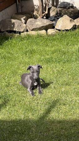 Image 8 of 1 Stunning Pedigree Blue Whippet Boy READY TO LEAVE