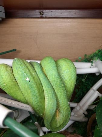 Image 2 of Aru x cyclops male green tree python