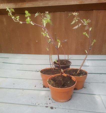 Image 2 of 1 x THORNLESS BLACKBERRY potted PLANT £8 or 2 for £15