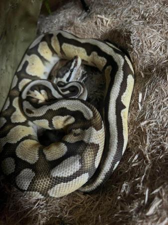 Image 3 of Vanilla ball Snake + viv for sale