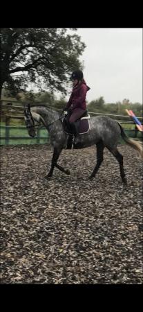 Image 1 of Marina 15.3 AES registered mare 10 years old
