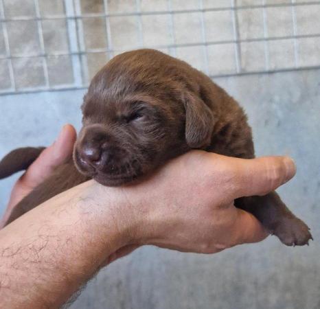 Image 9 of KC Chocolate Labrador puppies Ready October