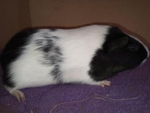 Image 5 of Dutch Guinea Pig boars for sale