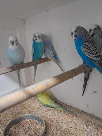 Image 3 of Baby and Adult budgies for sale