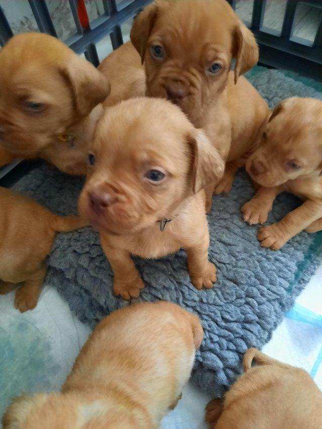 Preview of the first image of Dogue de Bordeaux puppies.