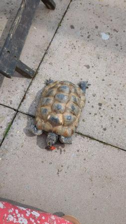 Image 3 of Mediterranean Tortoise 14 years old, active and sociable