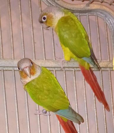 Image 3 of Unsexed pair pineapple conure parrots