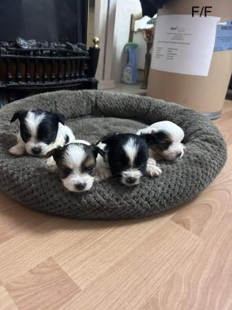 Image 1 of Very meautiful mini Biewer puppies for sale