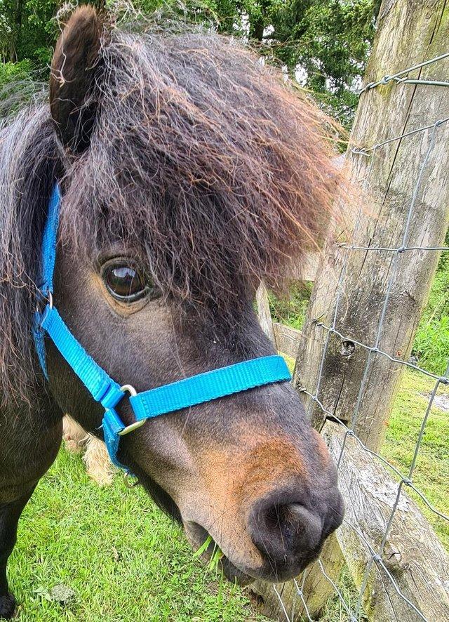 Preview of the first image of Gorgeous Miniature Shetland Stallion (Not registered).