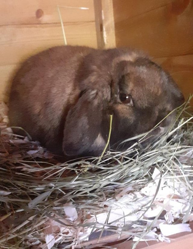 Preview of the first image of Purebred mini lop buck..