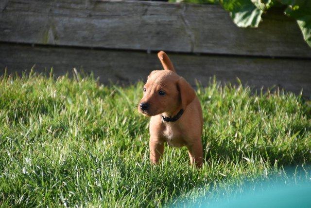 Image 11 of Fox red Labrador puppies ready now