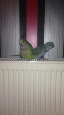 Image 5 of ......Baby Quaker Parrots.....