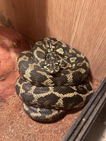 Image 2 of Stunning female carpet python
