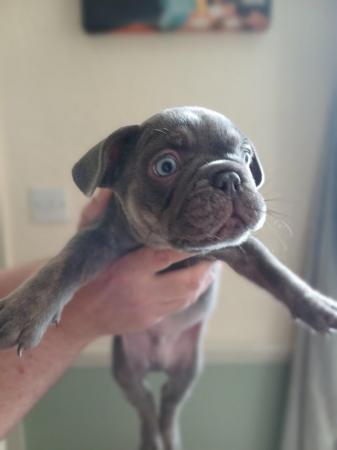 Image 6 of 8 week old French bull dog puppies.