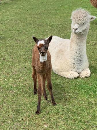 Image 6 of Alpaca Weanlings for sale males & females.All reduced price