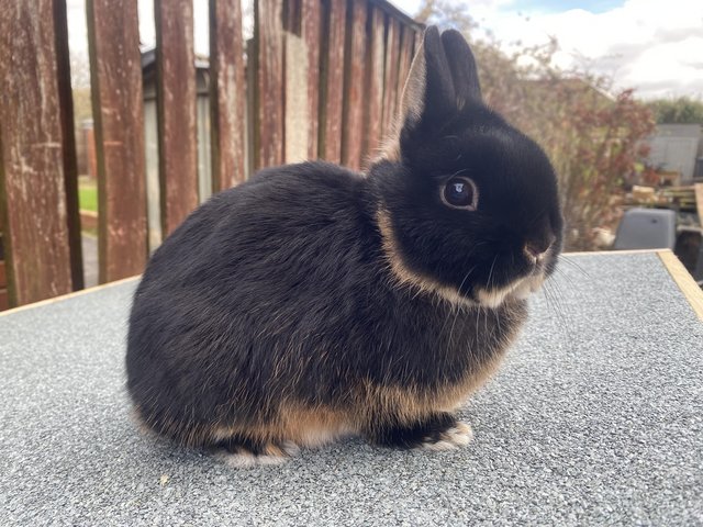 Netherland dwarf sales rabbit for sale