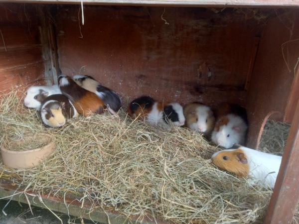 Image 1 of Baby guinea pigs forsale,short haired,Rex and rosette