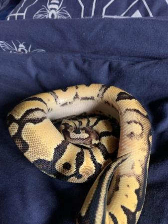 Image 2 of Female pastel het pied ball python