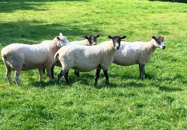 Image 1 of Full mouthed Ewes for sale