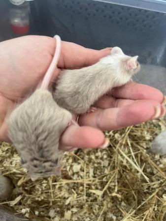 Image 3 of Fancy mice very tame males and females available