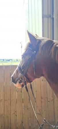 Image 1 of 14.1hh mare for loan / rider