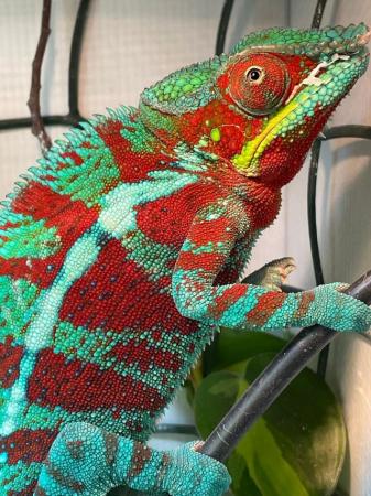 Image 6 of Red Ambanja panther Chameleon Male For Sale