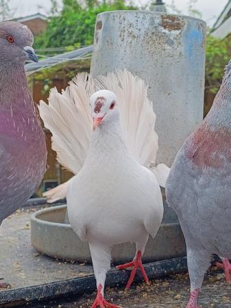 Image 8 of Beautiful pigeon's available