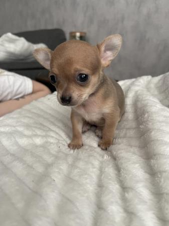 Image 3 of Chihuahua puppy for sale girl