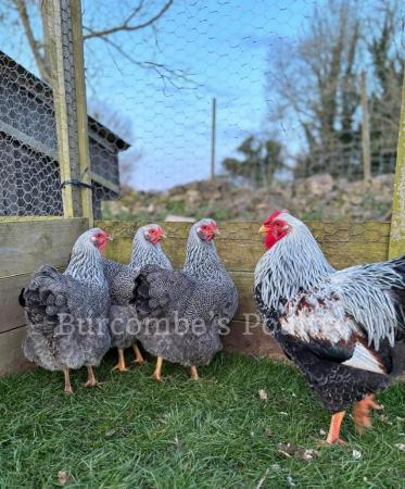 Image 3 of Silver Pencilled Wyandotte Large Fowl Hatching Eggs