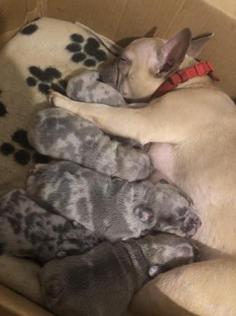 Image 6 of lilac fawn Merle puppies available