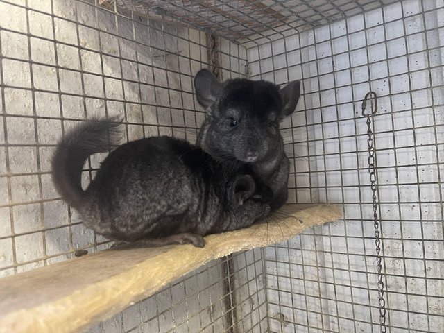 Preview of the first image of 2 Male dark ebony chinchilla’s (Brothers).