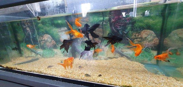 Image 2 of Black Moor Goldfish and Goldfish for sale