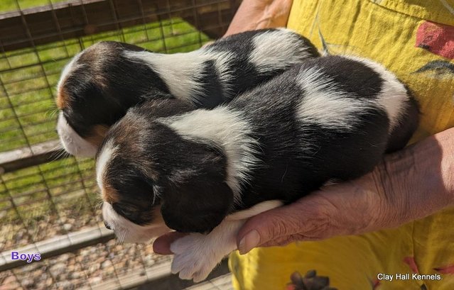Image 7 of Quality, F1, Beaglier puppies, ready soon.