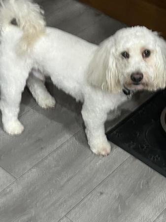 Image 1 of Maltipoo 2 Years old male