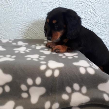 Image 6 of Long haired miniture dachshund pups.