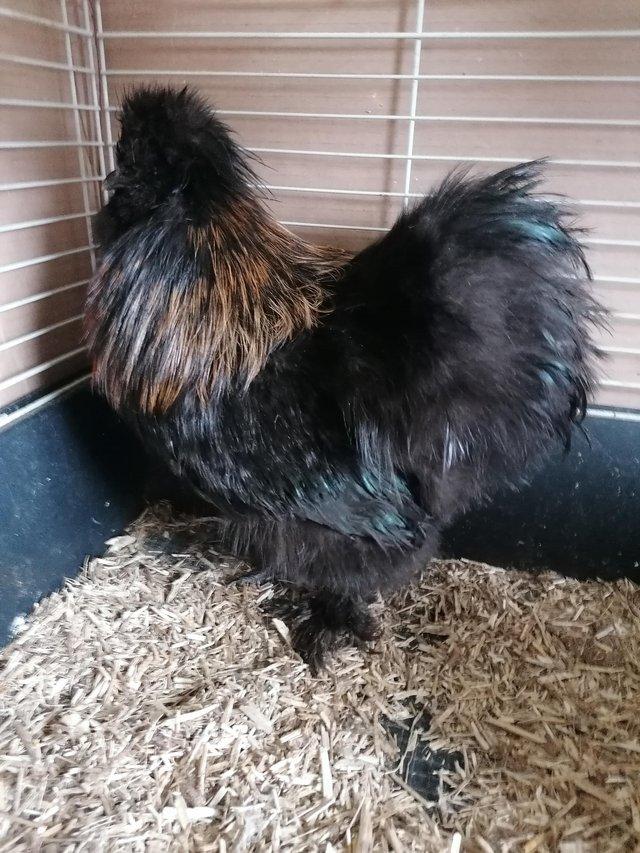 Preview of the first image of Black Bearded Silkie cockerel.