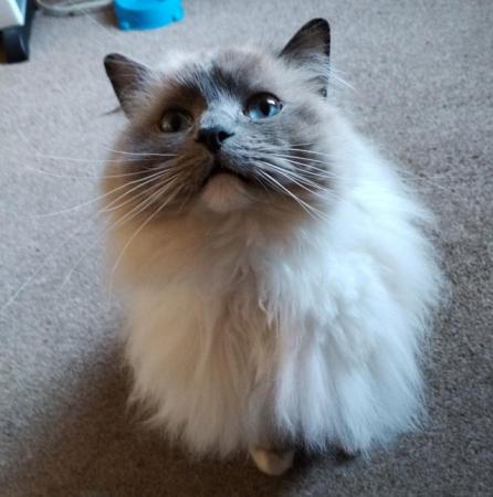 Image 3 of 3 year old Rag-doll adult male cat for sale.