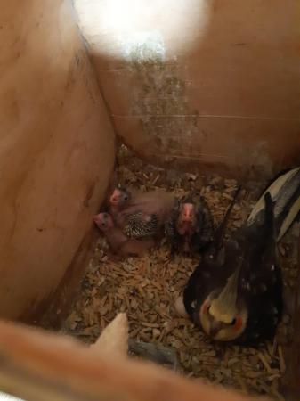Image 3 of Baby cockatiels ready for handrearing