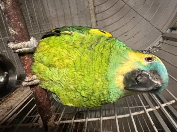 Image 4 of Blue Fronted Amazon 8year Old Male, stunning colours £600