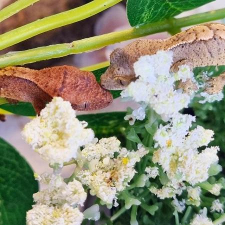 Image 43 of Beautiful baby Crested Geckos! Only 2 LEFT
