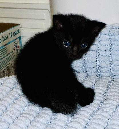 Image 9 of Male Kitten ~ *Available Now!!