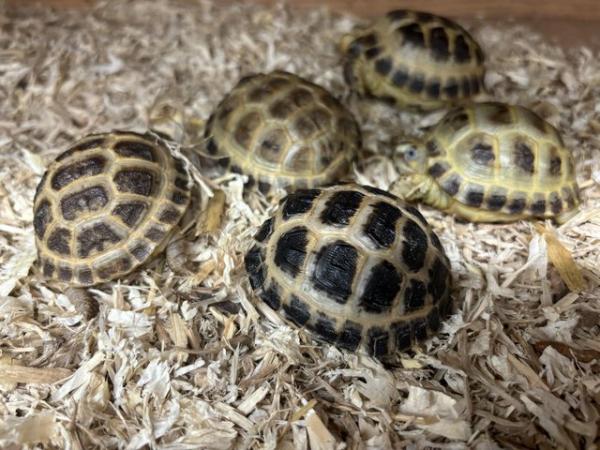 Image 3 of Horsfield's tortoise Available only £50each !