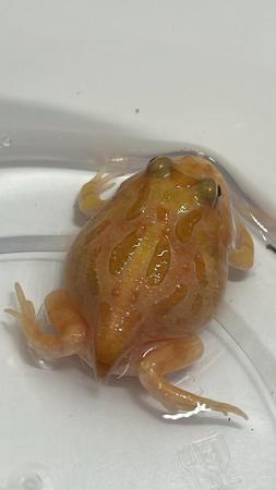 Image 5 of UK bred Pacman frogs / mixed colours