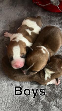 Image 7 of Jack russel mixed litter