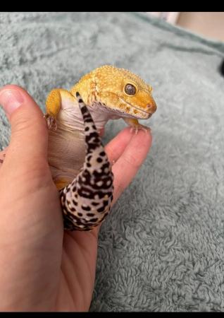 Image 4 of Male leopard gecko for sale