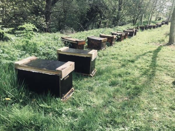 Image 2 of Overwintered Bee Nucs on five frames