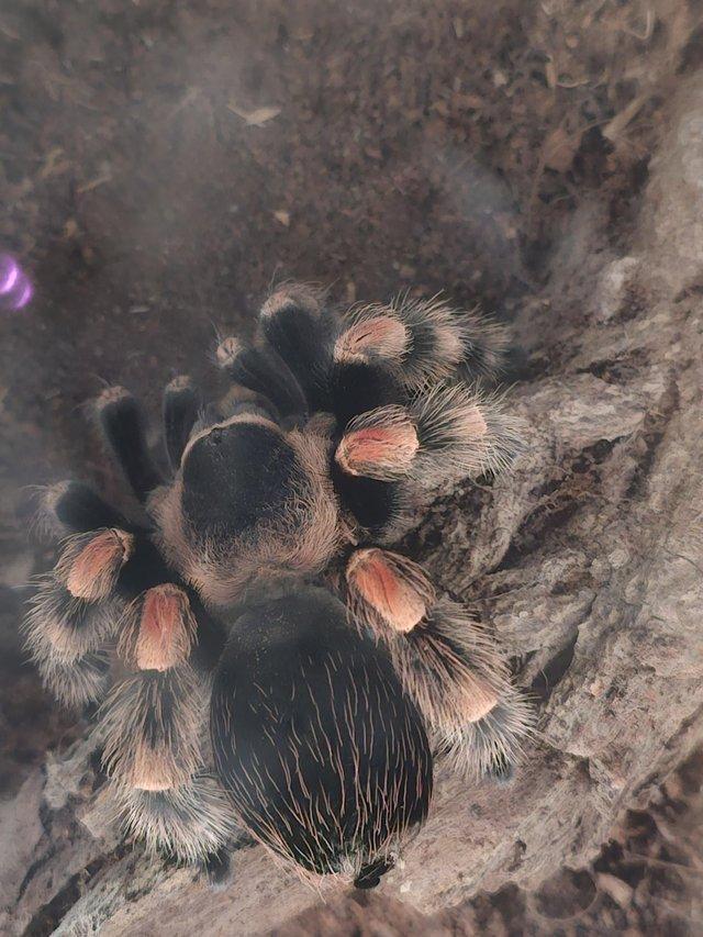Preview of the first image of Various Tarantulas and inverts.